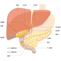 膵臓（すい臓）の治療③　〜膵炎の治療〜